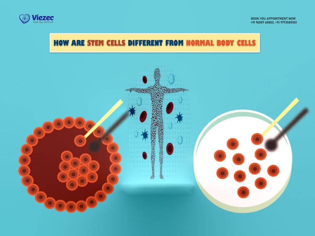How Are Stem Cells Different From Normal Body Cells?