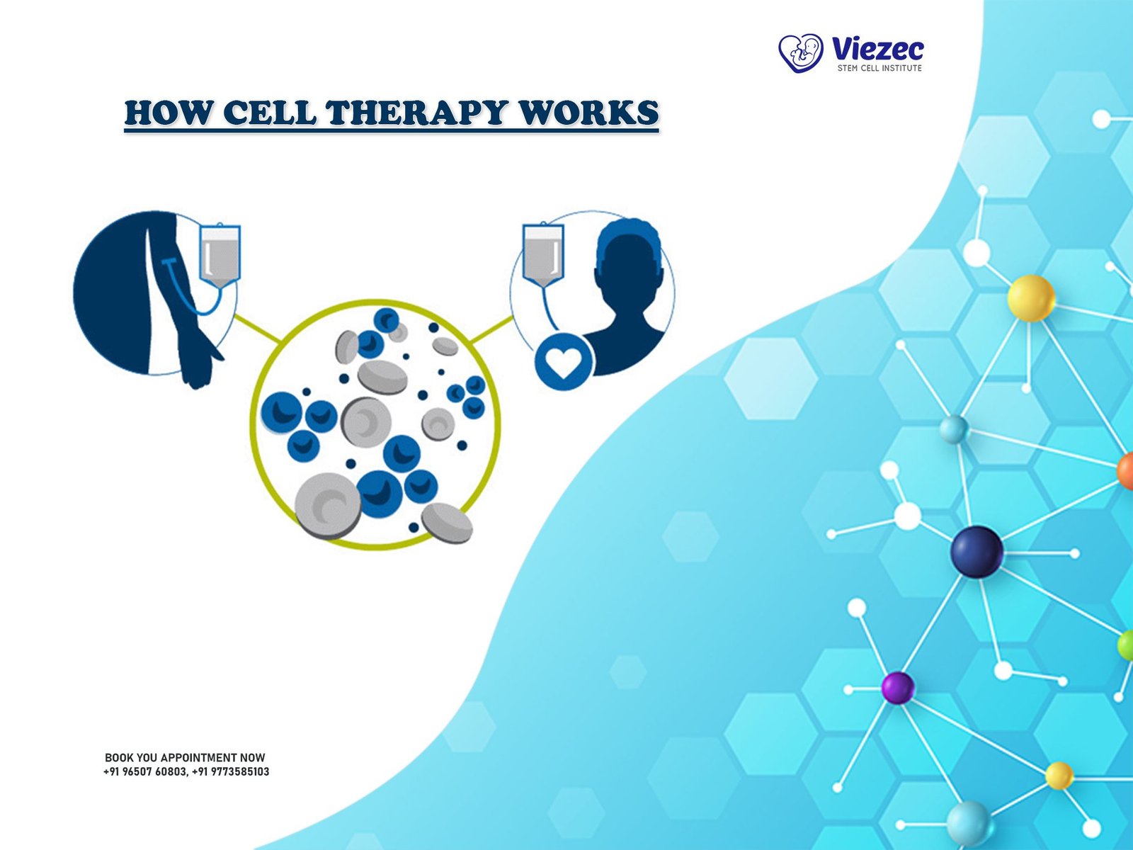 How Cell Therapy Works