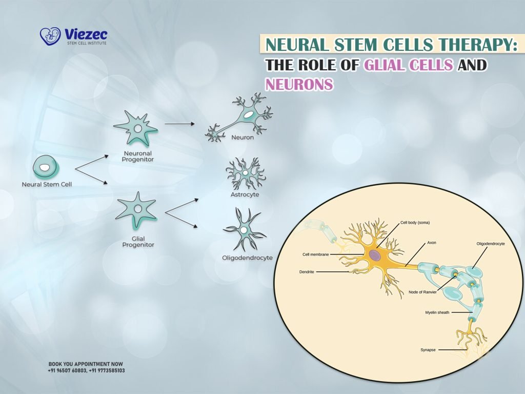 Neural Stem Cells Therapy: The Role of Glial Cells and Neurons