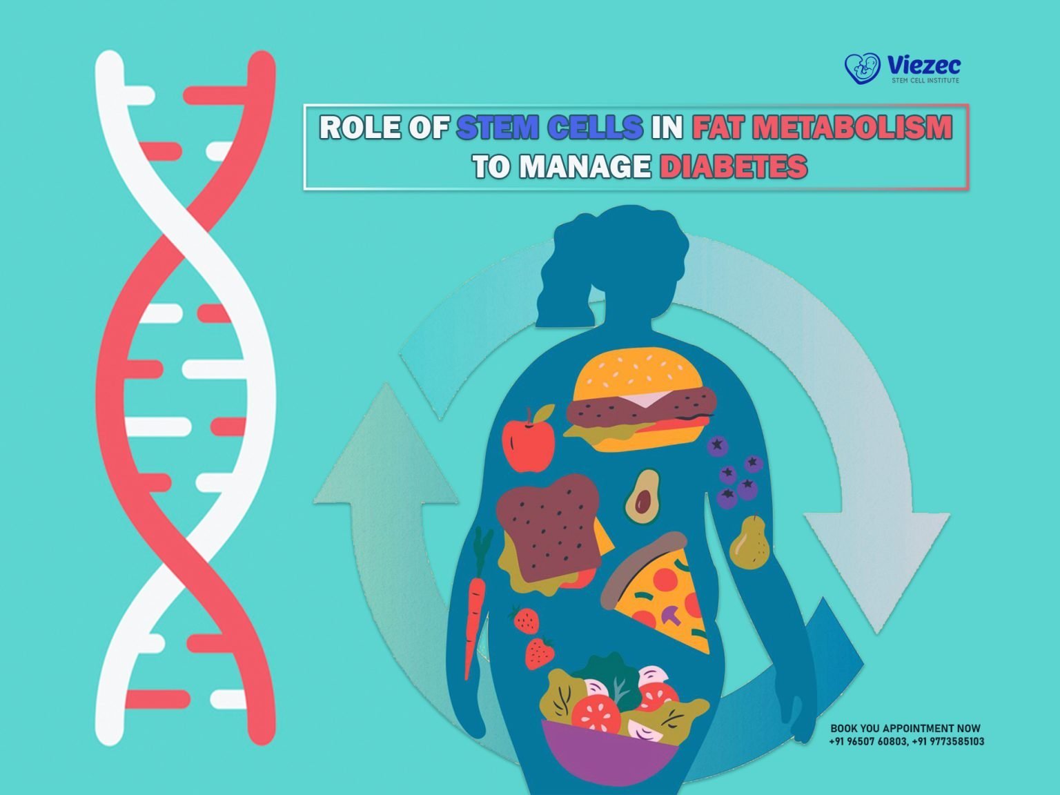 Role Of Stem Cells In Fat Metabolism To Manage Diabetes