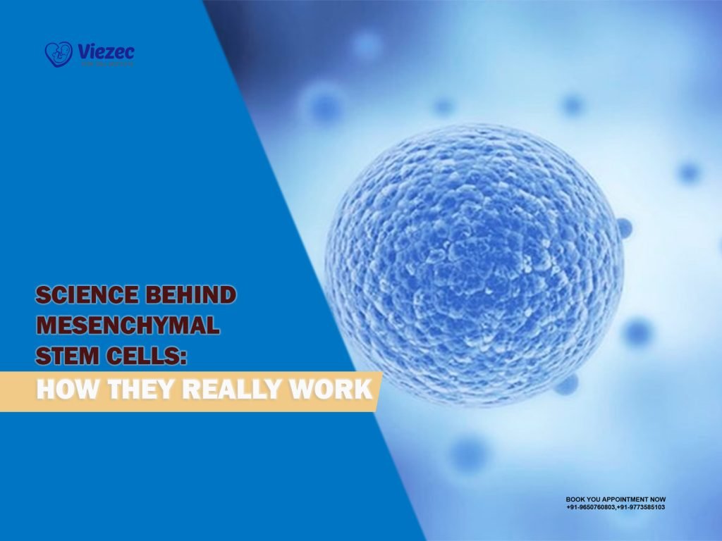 Science Behind Mesenchymal Stem Cells: How They Really Work