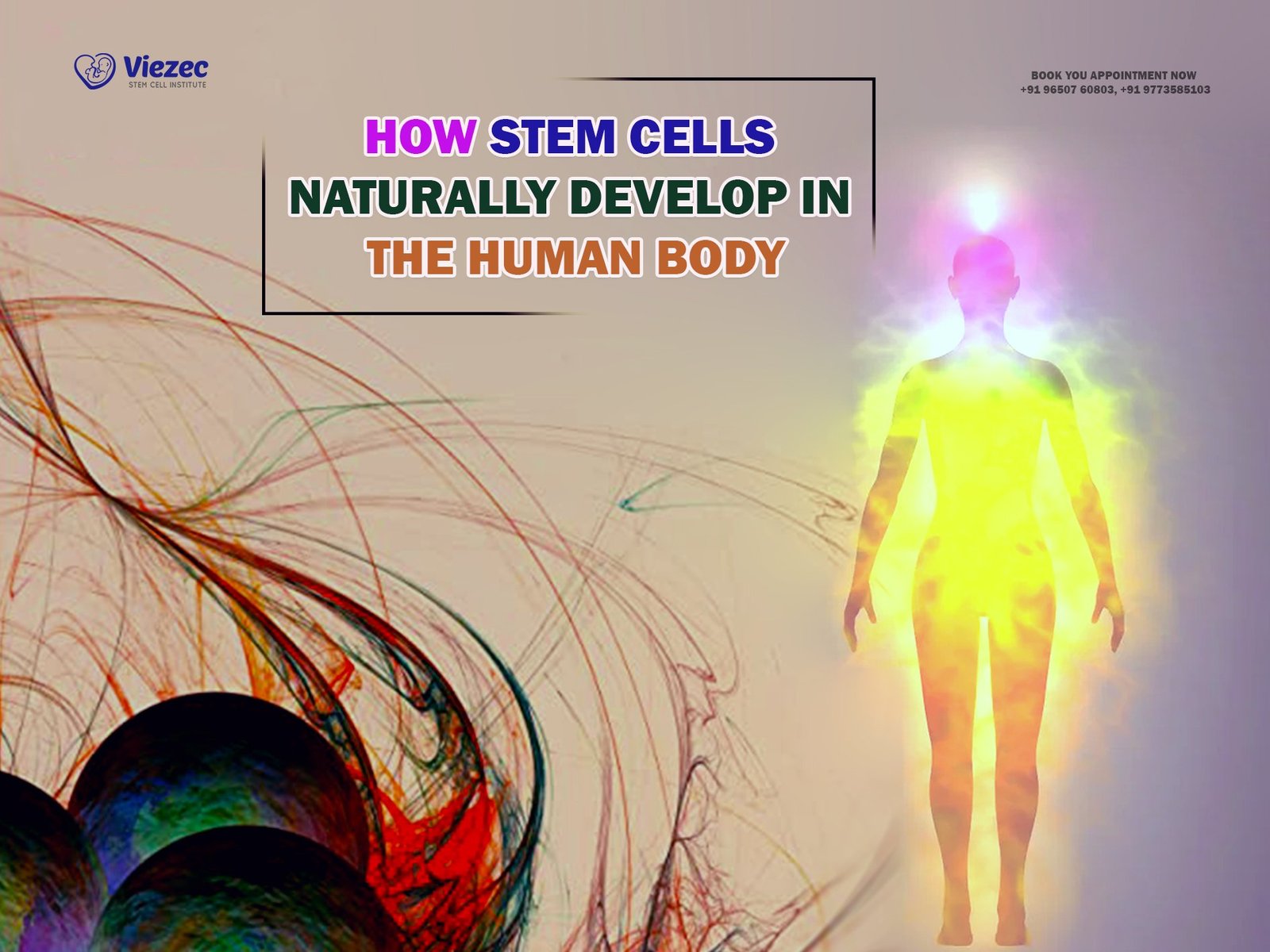 How Stem Cells Naturally Develop in the Human Body