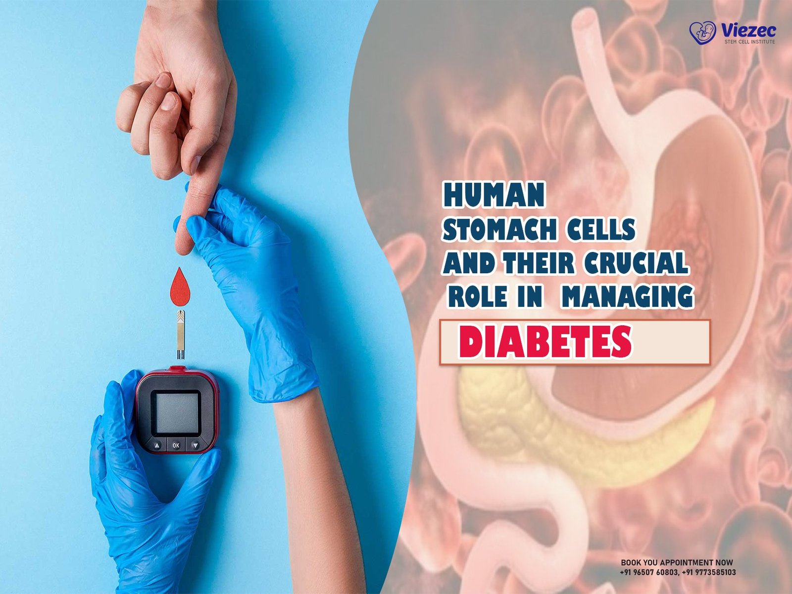 Human Stomach Cells and Their Crucial Role in Managing Diabetes