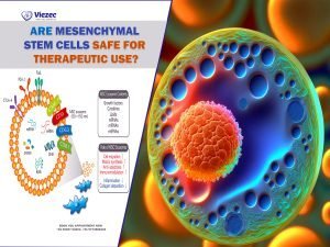 Are Mesenchymal Stem Cells Safe for Therapeutic Use?