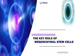 Role of Mesenchymal Stem Cells