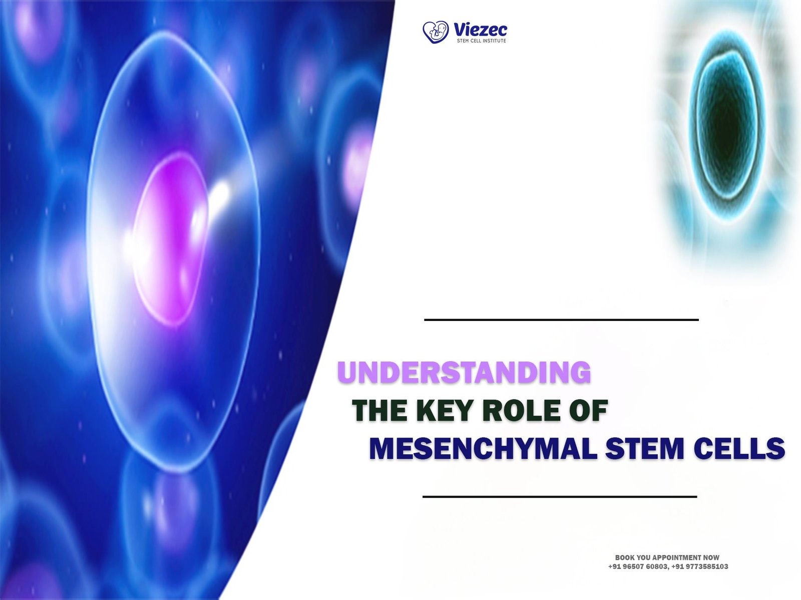 Role of Mesenchymal Stem Cells
