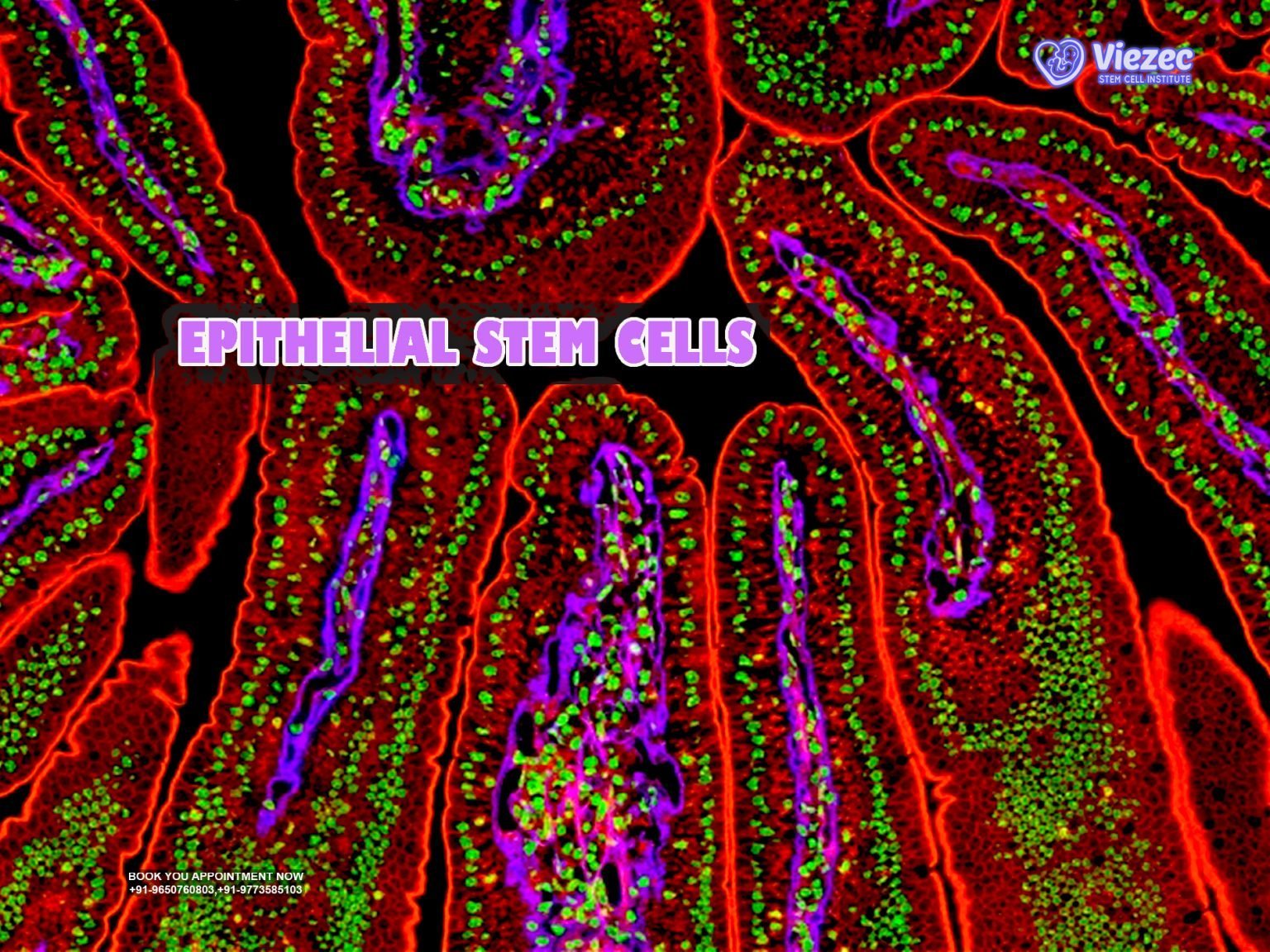 Exploring The Intricacies Of Epithelial Stem Cells