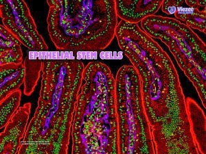 Epithelial Stem Cells