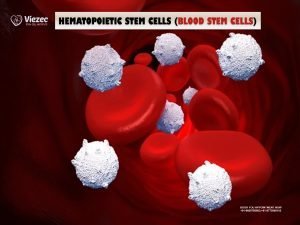 Hematopoietic Stem Cells