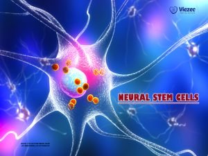 Neural Stem Cells