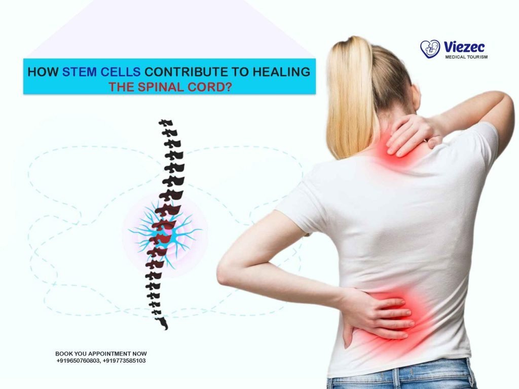 stem cell contribute