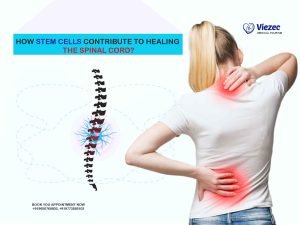 stem cell contribute