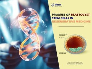 Blastocyst Stem Cells
