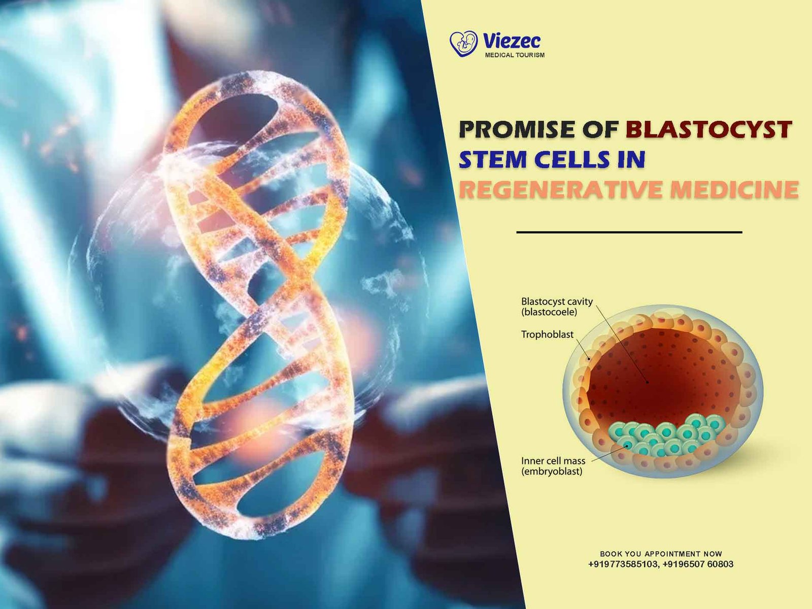 Blastocyst Stem Cells