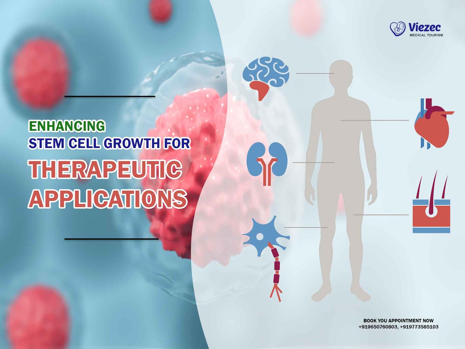 Enhancing Stem Cell Growth for Therapeutic Applications