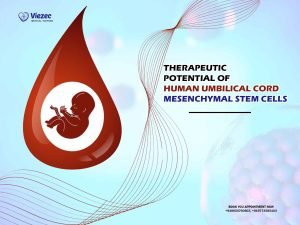 Therapeutic Potential of Human Umbilical Cord Mesenchymal Stem Cells