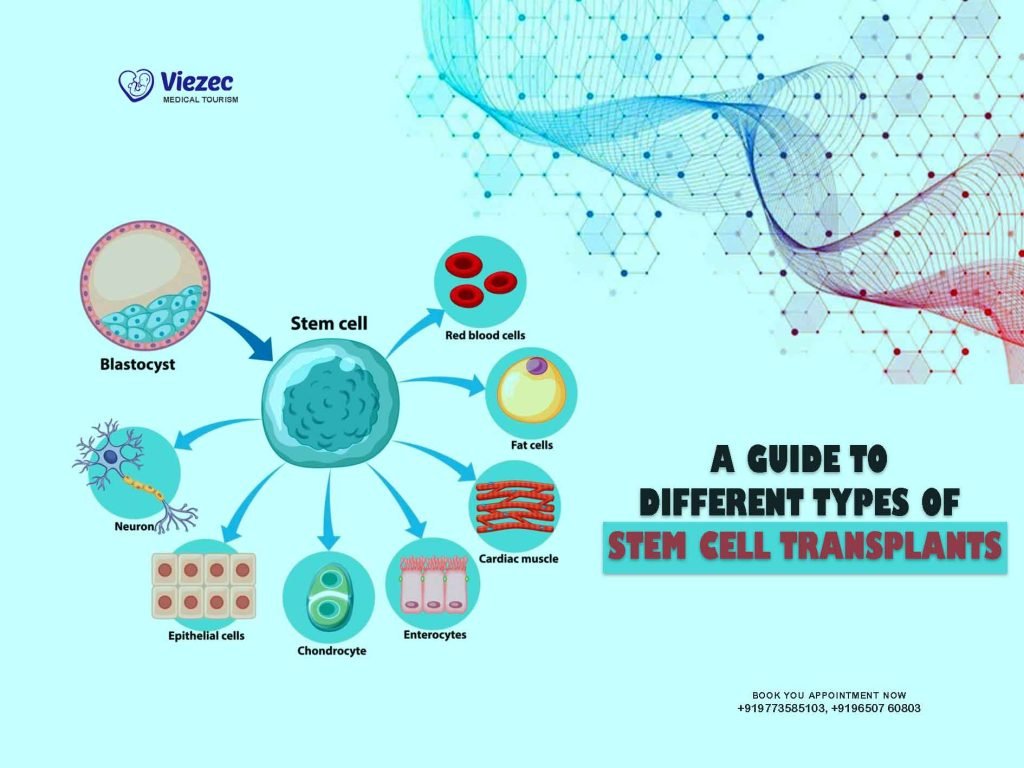 Stem Cell Transplants