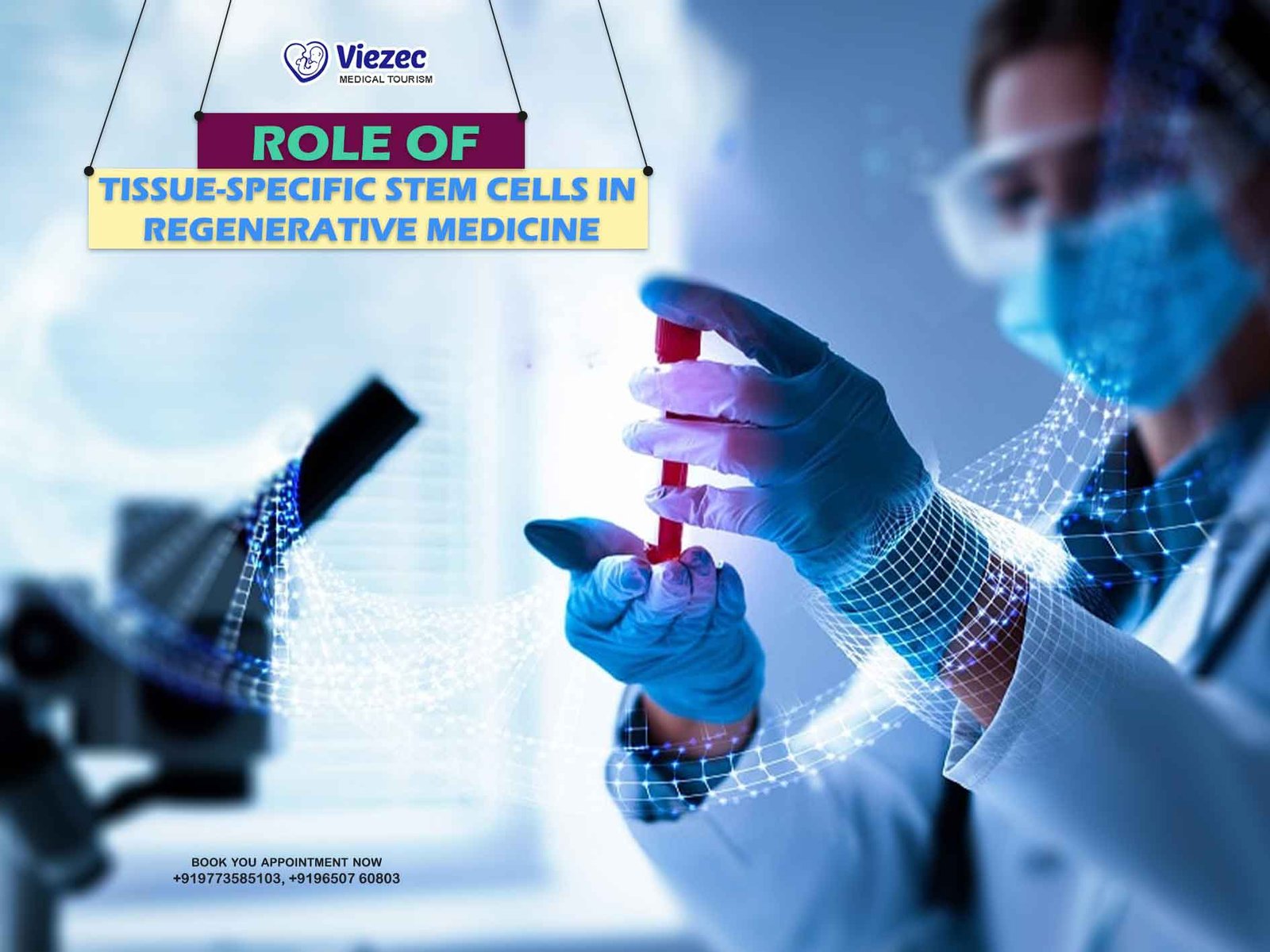 tissue stem cells