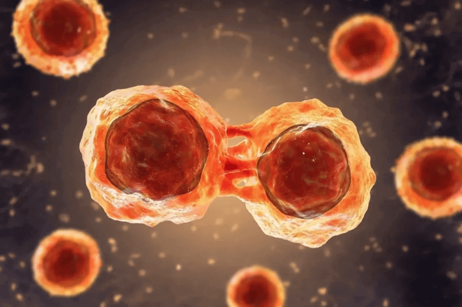 placenta stem cells