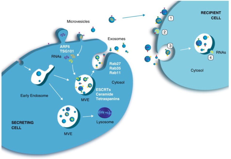 Diagram showing cell communication via exosomes