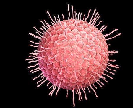 Long-lasting Immune Memory