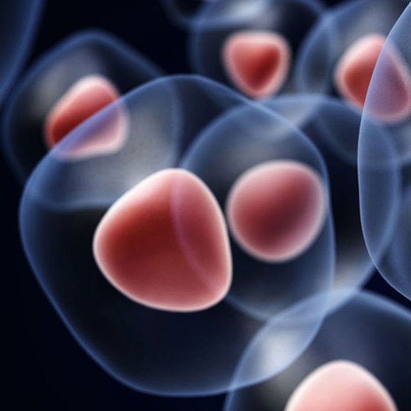 Mesenchymal stem cells promoting tissue regeneration and healing