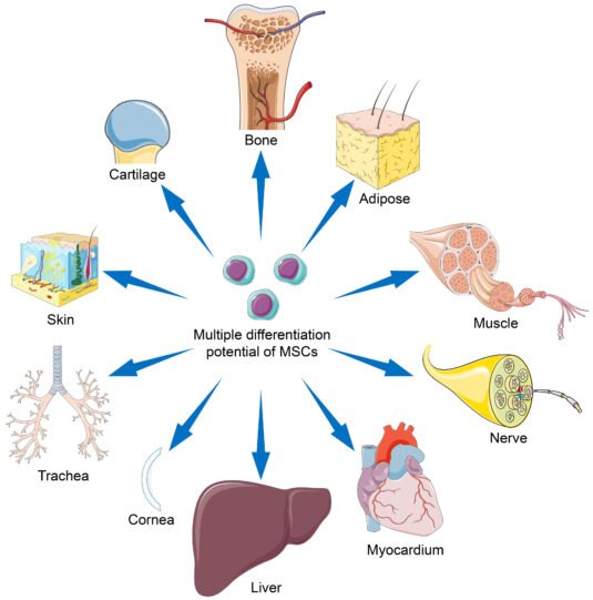 3D illustration of mesenchymal stem cells used in regenerative medicine