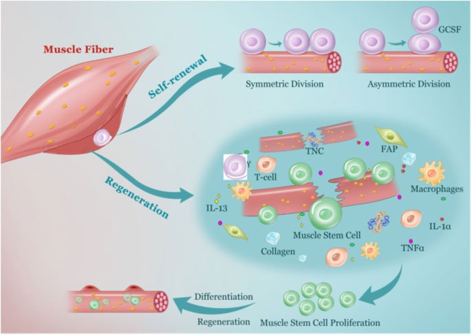 Illustration showing how muscle stem cells release growth factors that support bone healing and regeneration.