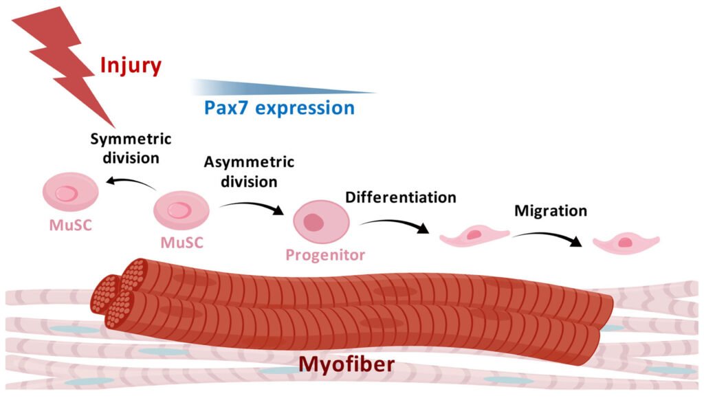 Diagram showing muscle stem cells (satellite cells) positioned along muscle fibers and their role in tissue repair.