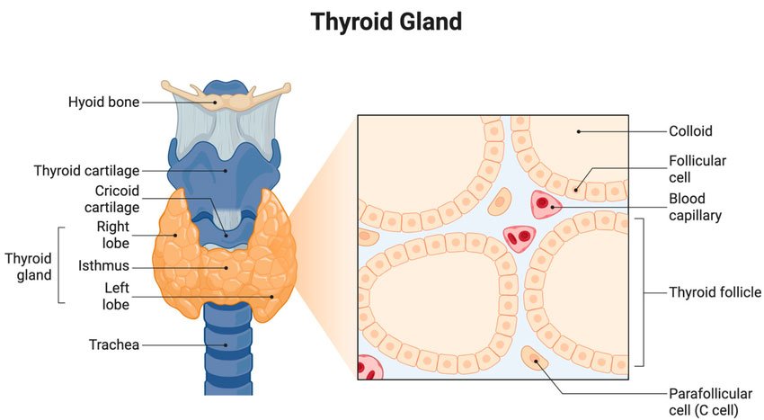 Human thyroid gland anatomy highlighting thyroid follicles
